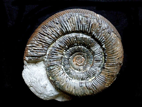 Dactylioceras tenuicostatum