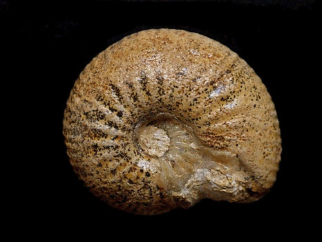 Chondroceras evolvescens