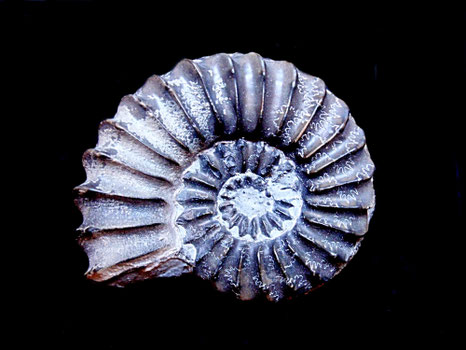 Pleuroceras spinatum