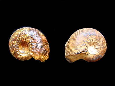 Olcostephanus hispanicus