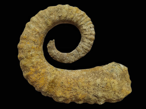 Toxancyloceras vandenheckei