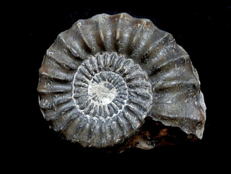 Eugassiceras resupinatum