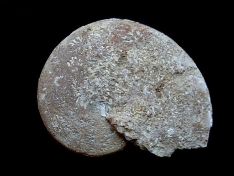 Streblites levipictus