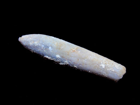 Hibolites hastatus