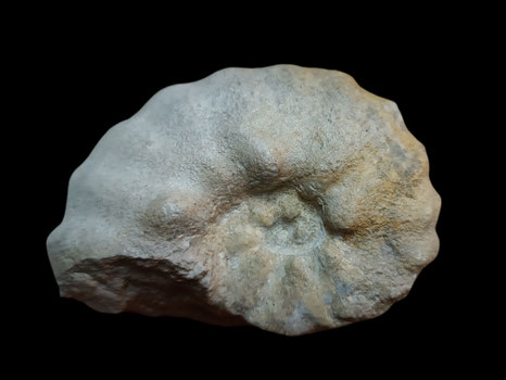 Spathites (Jeanrogericeras) revelerianus