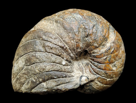 Ligeiceras inordatum
