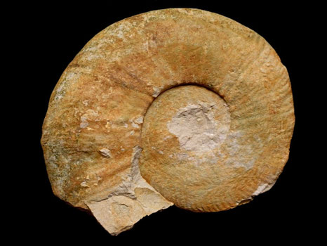Lyticoceras cryptoceras