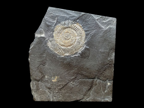Dactylioceras (Orthodactylites) semicelatum