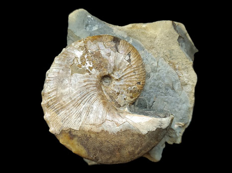Hoploscaphites nicoletti
