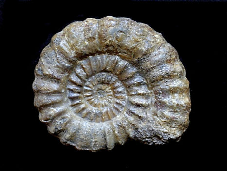 Androgynoceras maculatum