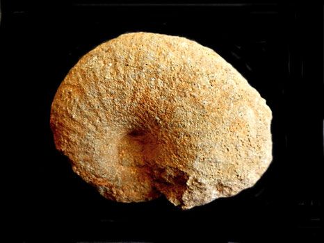 Phyllopachyceras infundibulum