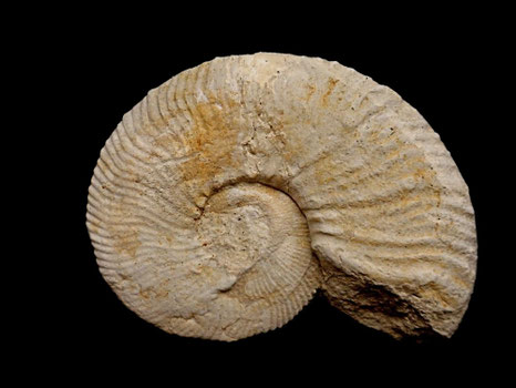 Lyticoceras cryptoceras