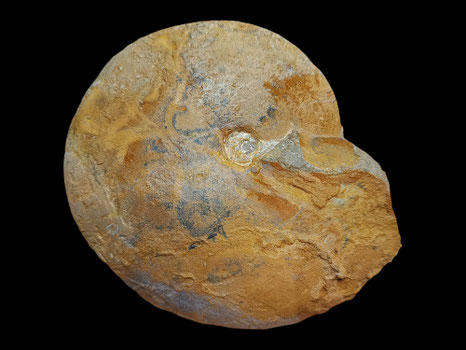 Oxycerites orbis