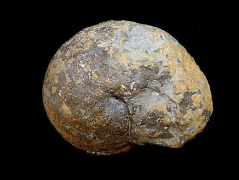 Physodoceras altenense