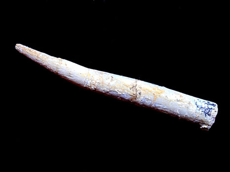 Hibolites longior