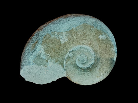 Lytoceras subfimbriatum