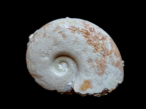 Lissoceratoides erato