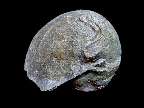 Pseudaganides aganiticus