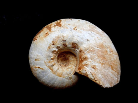 Aspidoceras spinosum