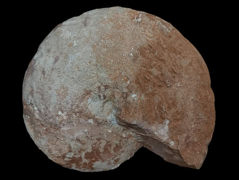 Calliphylloceras frechi