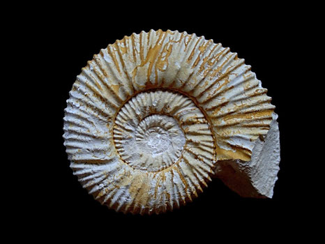 Reineckeites eusculptus
