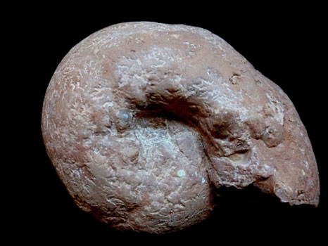 Physodoceras circumspinosum