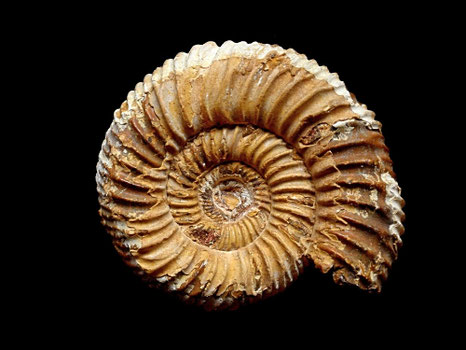 Kranaosphinctes (Pachyplanulites) rabei