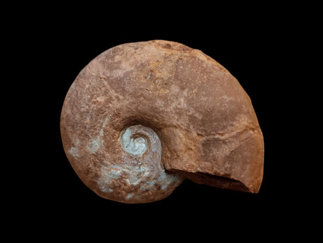 Sowerbyceras loryi