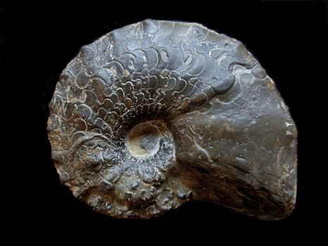 Ammonites, Ceratites praenodosus
