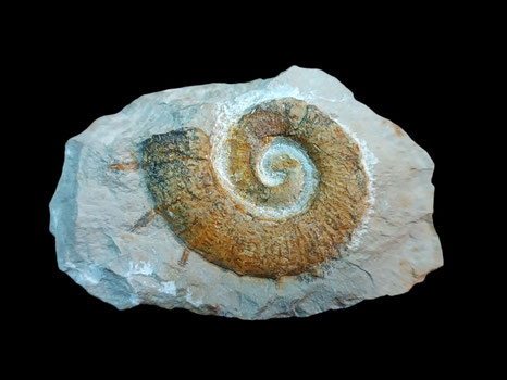 Crioceratites nolani