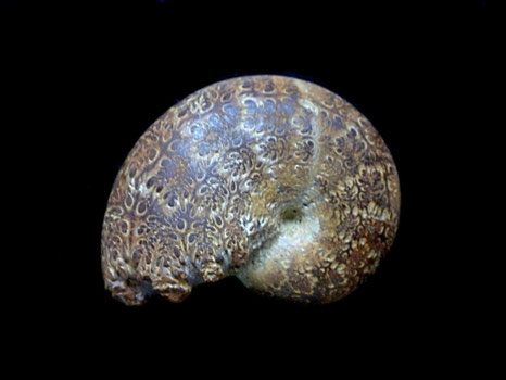 Phylloceras (Hypophylloceras) tethys