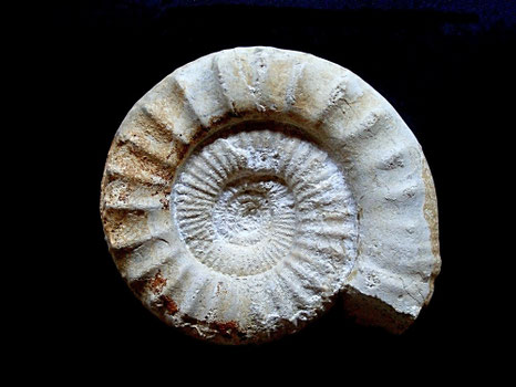 Subgrossuvria famula