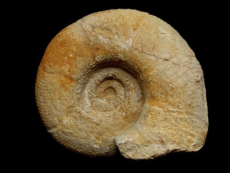 Puzosia planulata