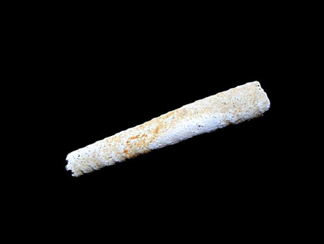 Bochianites neocomiensis