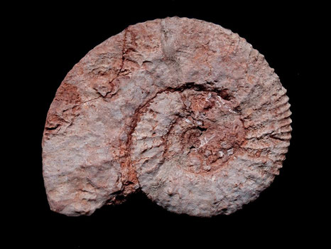 Protacanthodiscus andreaei