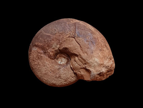 Sowerbyceras tortisulcatum