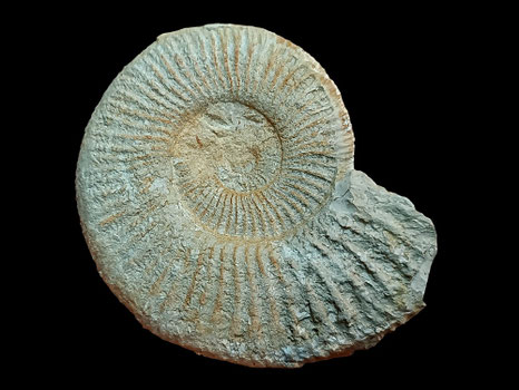 Berriasella callisto