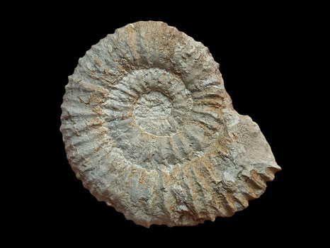 Corongoceras köllikeri