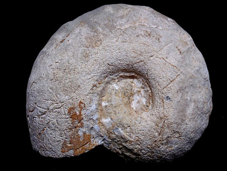 Bullatimorphites (Kheraiceras) bullatus