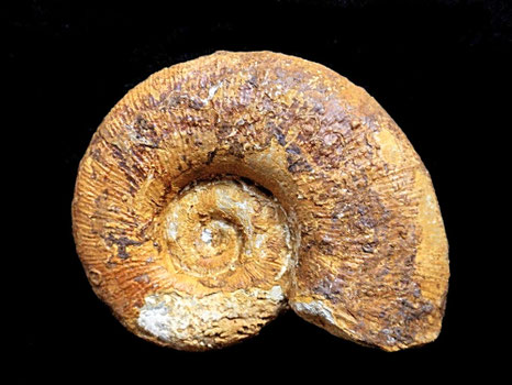 Lytoceras cornucopia