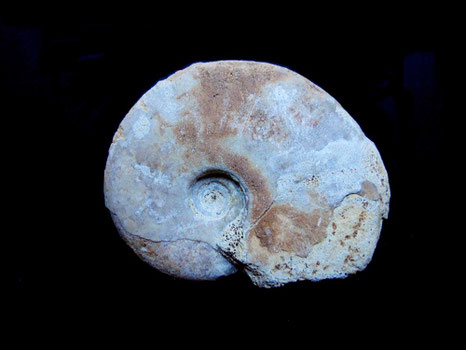 Dorsetensia liostraca