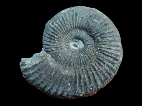 Perisphinctes (Dichotomoceras) bifurcatoides