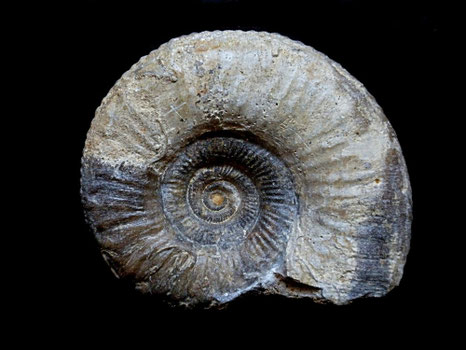 Procerites aurigerus