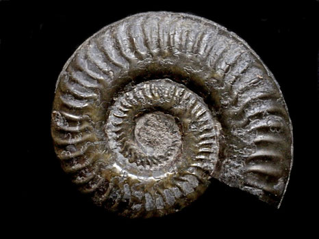 Hildoceras sublevisoni
