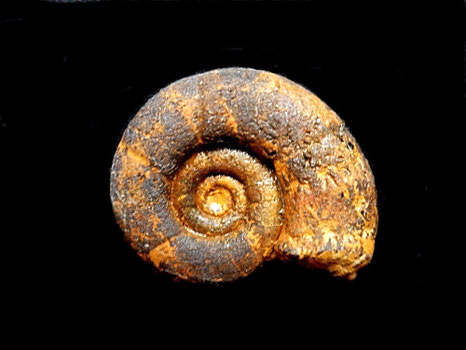 Eogaudryceras (Eotetragonites) raspaili