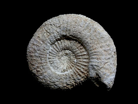 Zittelia eudichotoma
