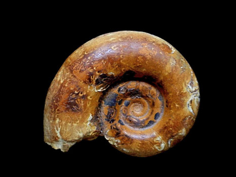 Protetragonites quadrisulcatum