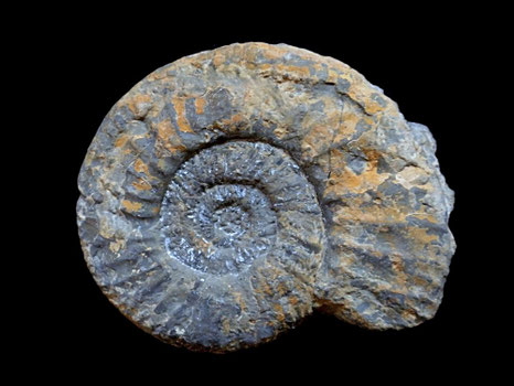 Perisphinctes (Dichotomoceras) bifurcatus