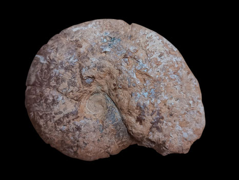 Holcophylloceras mediterraneum