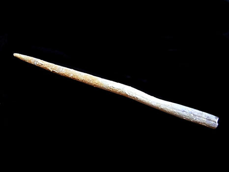 Hibolites longior
